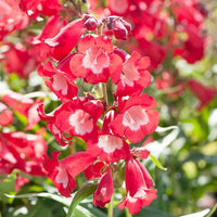 Red Penstemon Hartwegii Flower Seeds for Planting - 100 pcs