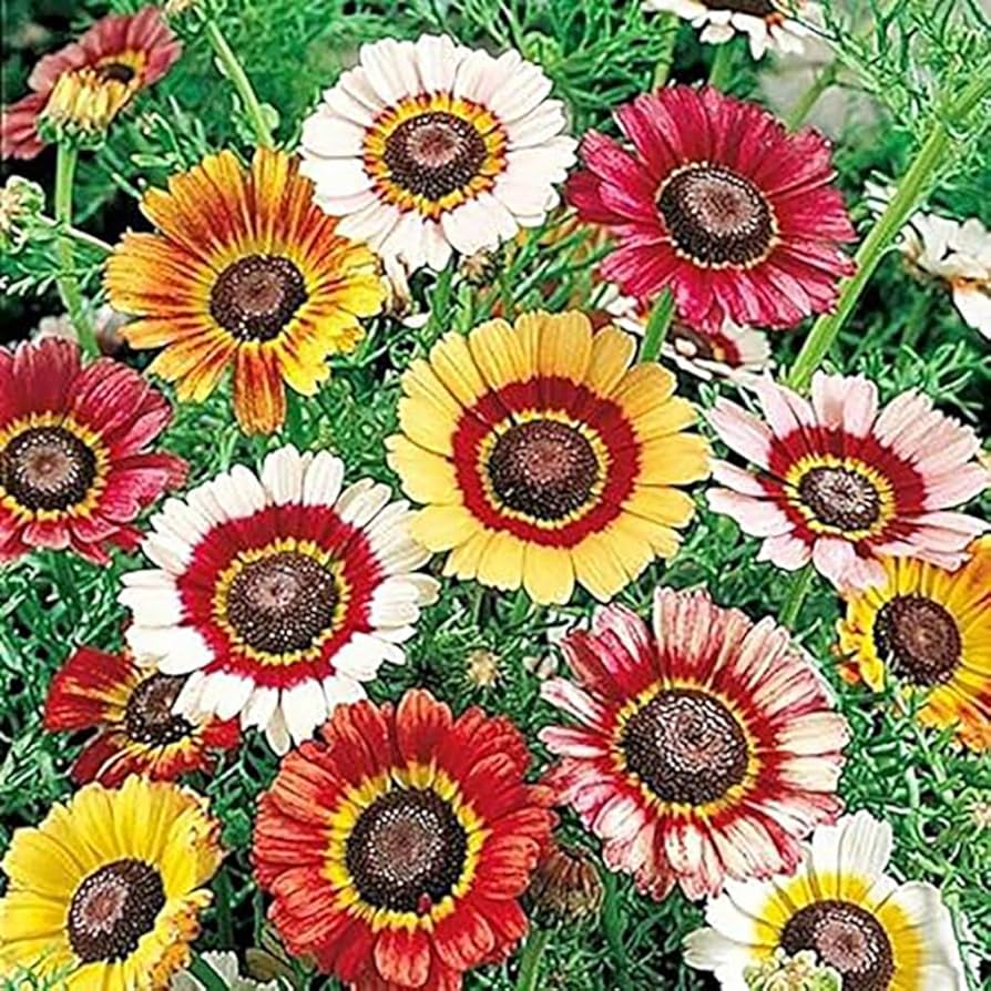 Rainbow Daisy Chrysanthemum Mixed Flower - for planting in home garden
