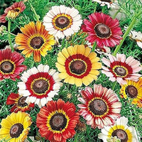 Rainbow Daisy Chrysanthemum Mixed Flower - for planting in home garden