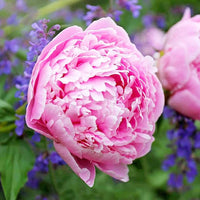 Peony flower Paeonia lactiflora seeds for planting in backyard garden or flower beds