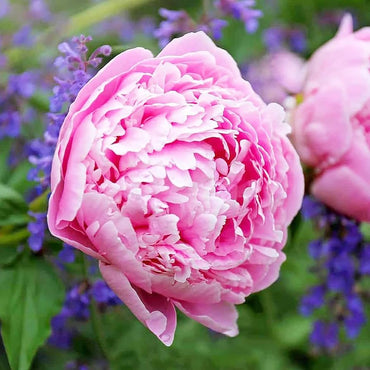 Peony flower Paeonia lactiflora seeds for planting in backyard garden or flower beds