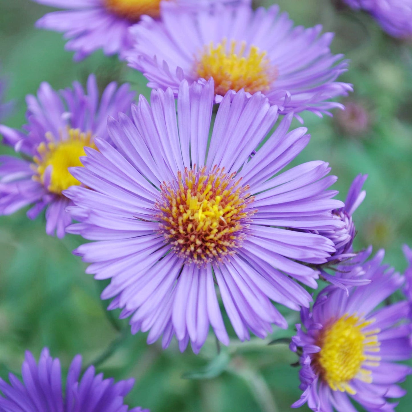 Heirloom Non-GMO Aster Novi-Belgii Flower Seeds for Planting – Hardy Perennial Garden Blooms - Non-GMO for planting in home garden