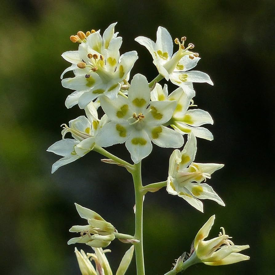 Deathcamas (flower Zigadenus elegans white wildflower) for planting in garden