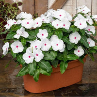 Organic White Cora Cascade Flower Seeds for Planting – Heirloom, Non-GMO