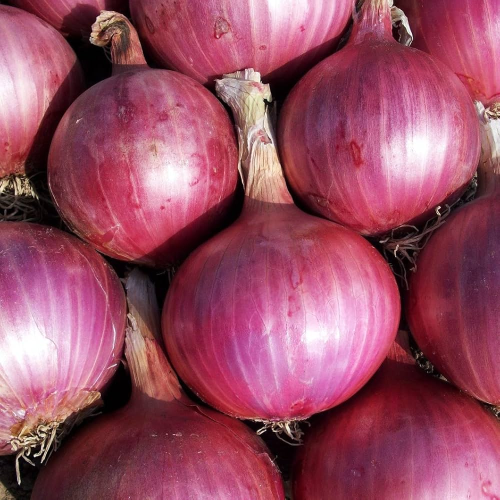 Onion Vegetable Seeds