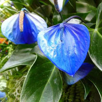 Blue Anthurium Rare Exotic Flower Seeds