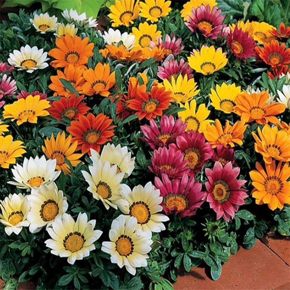Gazania Rigens flowers grown from seeds with daisy-like blooms in vivid orange and yellow tones