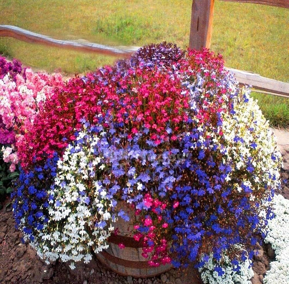 Lobelia Mixed Colors Perennial Flower - for planting in home garden