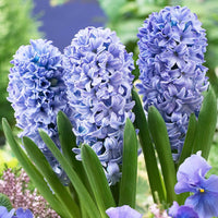 Heirloom Non-GMO Hyacinths Flower Seeds for planting in home garden