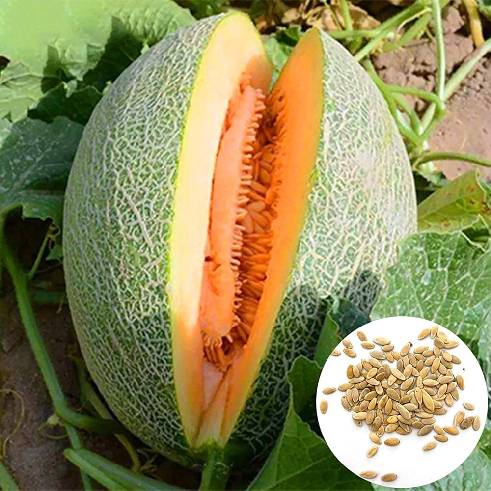 Cantaloupe ‘Heart of Gold’ melon seeds – juicy, aromatic fruit variety
