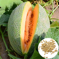 Cantaloupe ‘Heart of Gold’ melon seeds – juicy, aromatic fruit variety