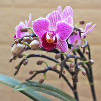 Mini Phalaenopsis Orchid Rare Flower Seeds