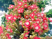 Sentinel Flower Home Landscape Plant Seeds
