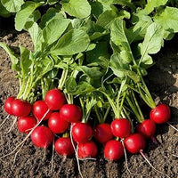 Red Radish Seeds for Planting, heirloom & Non-GMO Seeds
