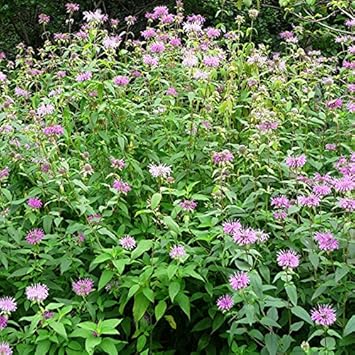 Green Plant Seeds for Planting - 100 pcs