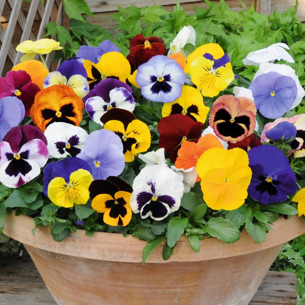 Viola (Sorbetto Blues Mix) for planting in garden