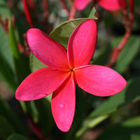 Non-GMO (Non-GMO scientific name) for planting in garden