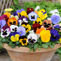 Heirloom Pansy Flower Seeds for Planting, Non-GMO - Pansy for planting in home garden