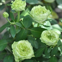 Green Rose Unique Perennial Flower - for planting in home garden
