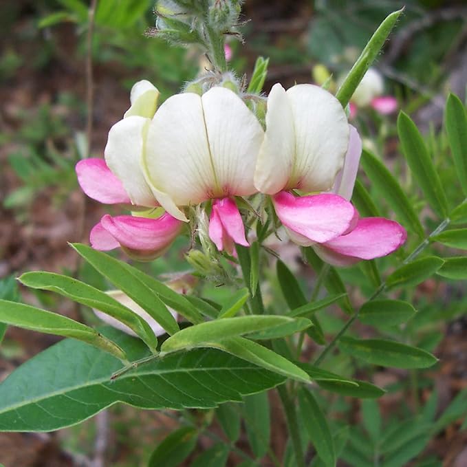 Goat's Rue Flower Seeds – Heirloom, Non-GMO Seeds for Planting Fragrant Pollinator Blooms