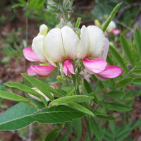 Goat's Rue Flower Seeds – Heirloom, Non-GMO Seeds for Planting Fragrant Pollinator Blooms