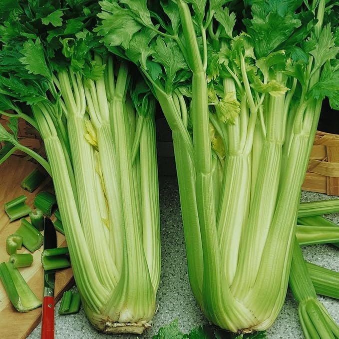 Celery - for planting in home garden