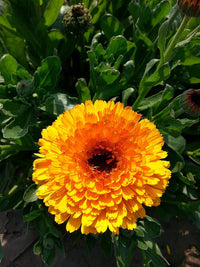Calendula Flower Seeds, Heirloom, Non-GMO Medicinal and Ornamental Seeds for Planting