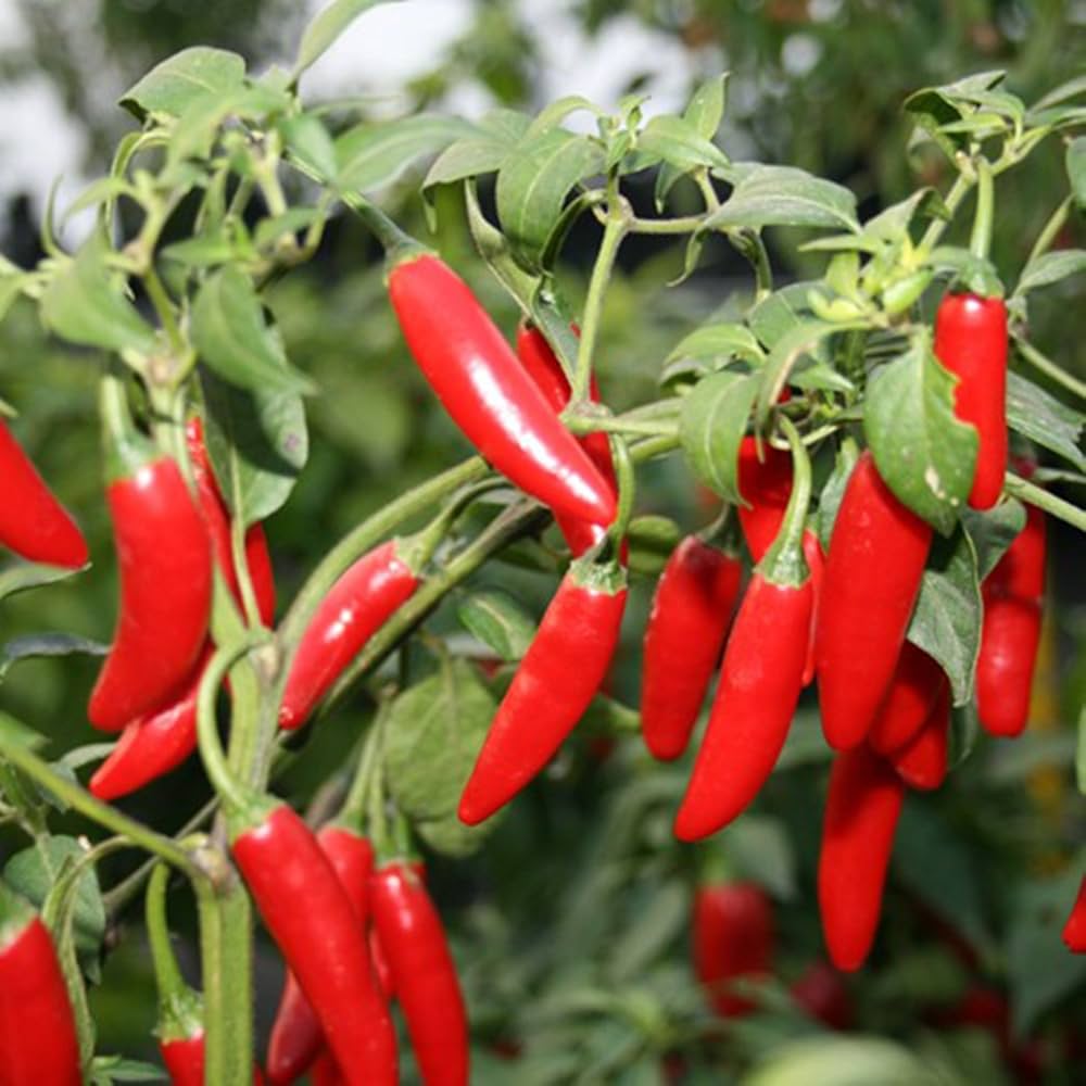 Serrano (Tampiqueno hot pepper) for planting in garden
