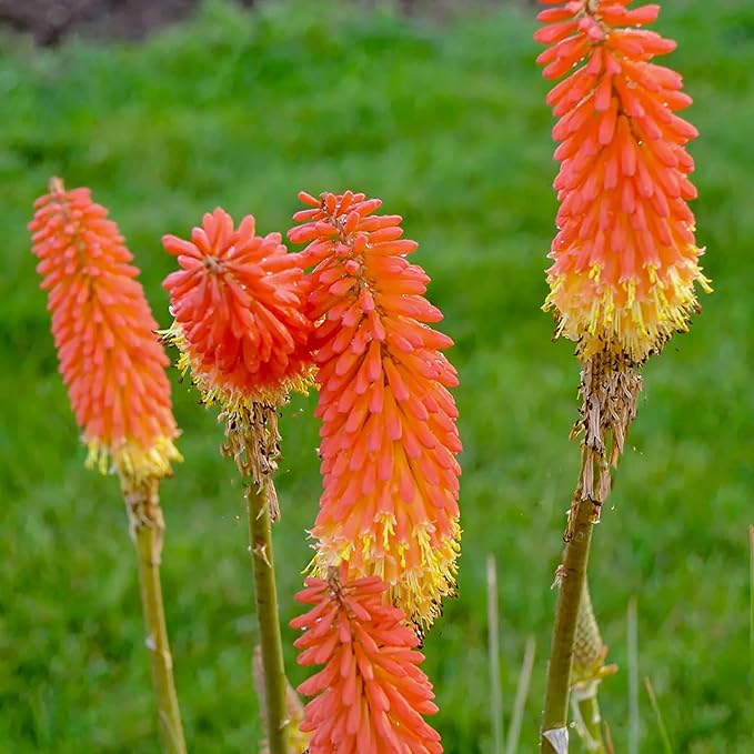 Heirloom Non-GMO Kniphofia Flower Seeds for Planting – Striking Torch-Lily Blooming Seeds - Non-GMO for planting in home garden