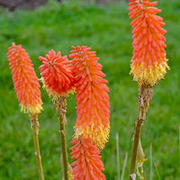 Heirloom Non-GMO Kniphofia Flower Seeds for Planting – Striking Torch-Lily Blooming Seeds - Non-GMO for planting in home garden