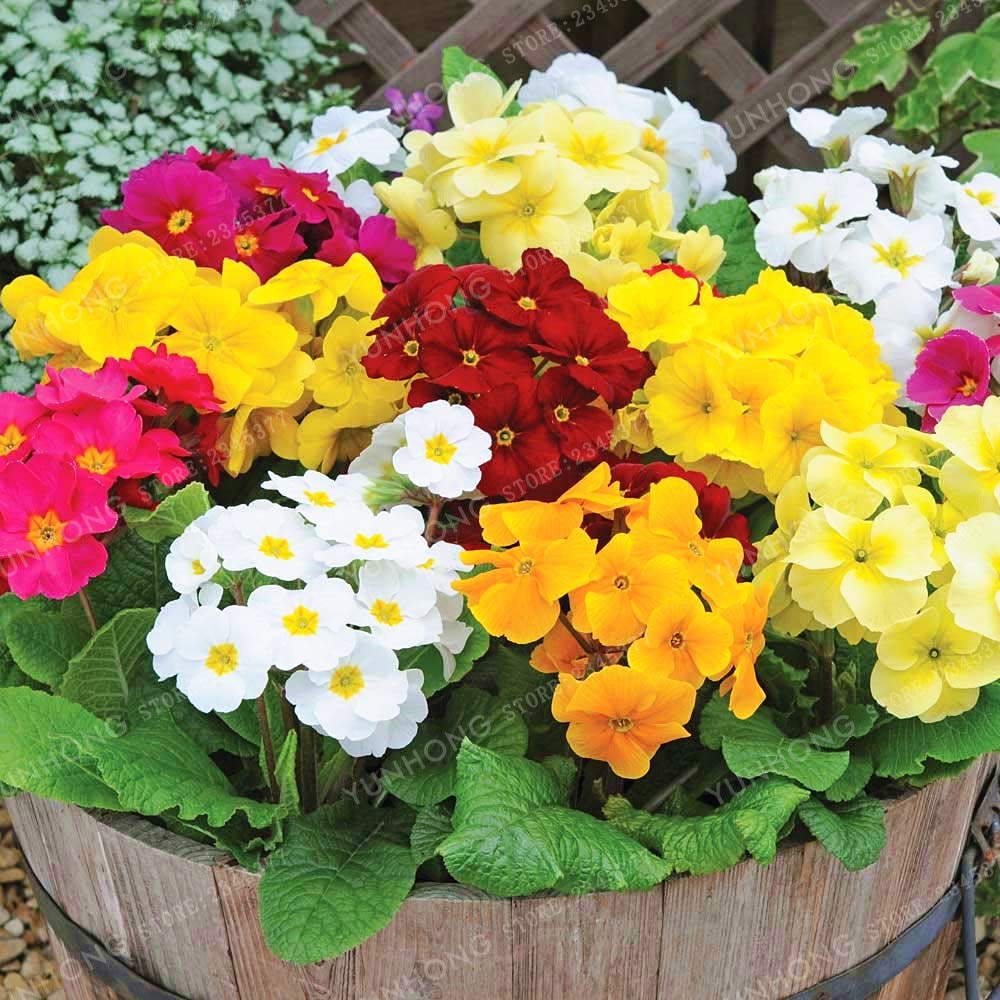 Common Blue Primrose flower seeds – soft blue early-blooming annual