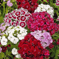 Heirloom Dianthus barbatus Seeds – Non-GMO Flower Seeds for Planting