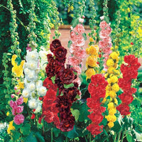 Hollyhock flower Alcea rosea summer carnival mixed color seeds for planting in backyard garden or containers