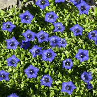 Largeleaf Blue Gentian Perennial Flower Seeds for Garden
