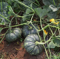 Pumpkin plant Cucurbita pepo dipper long handle seeds for planting in home garden vegetable patches