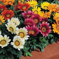 Gazania Daybreak Series mix flower seeds for sun-loving annual color