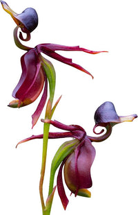 Heirloom Flying Duck Orchid Flower Seeds for Planting – Non-GMO, Exotic Orchid Flower Seeds