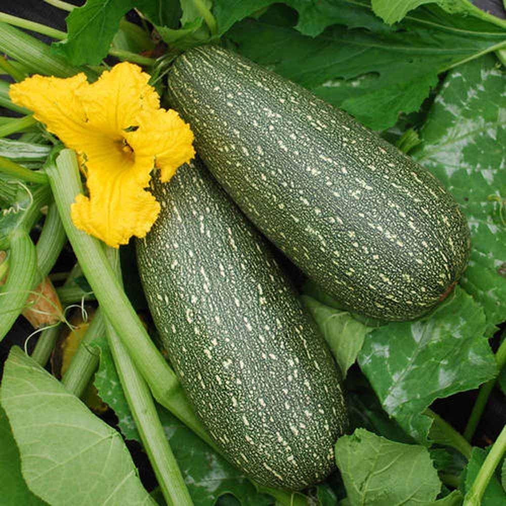 Grey Zucchini Cucurbita pepo seeds for planting in vegetable patch