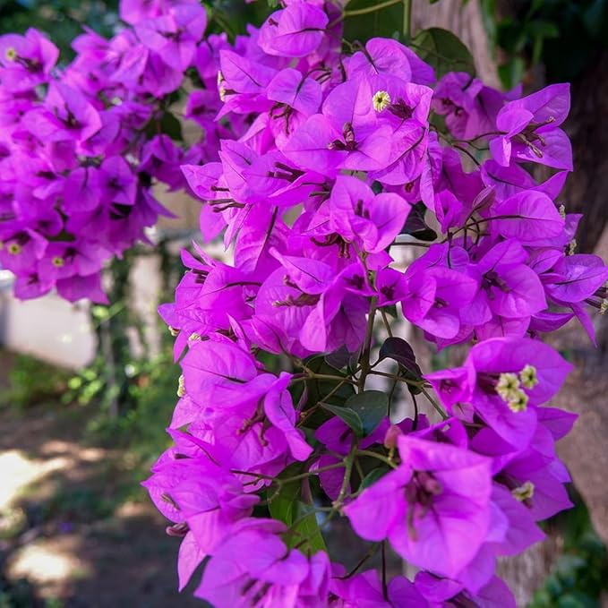 Bougainvillea (Bougainvillea scientific name) for planting in garden
