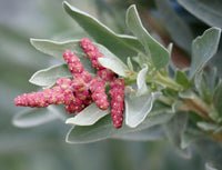 Heirloom Saltbush Plant Seeds for Planting, Non-GMO - Saltbush for planting in home garden