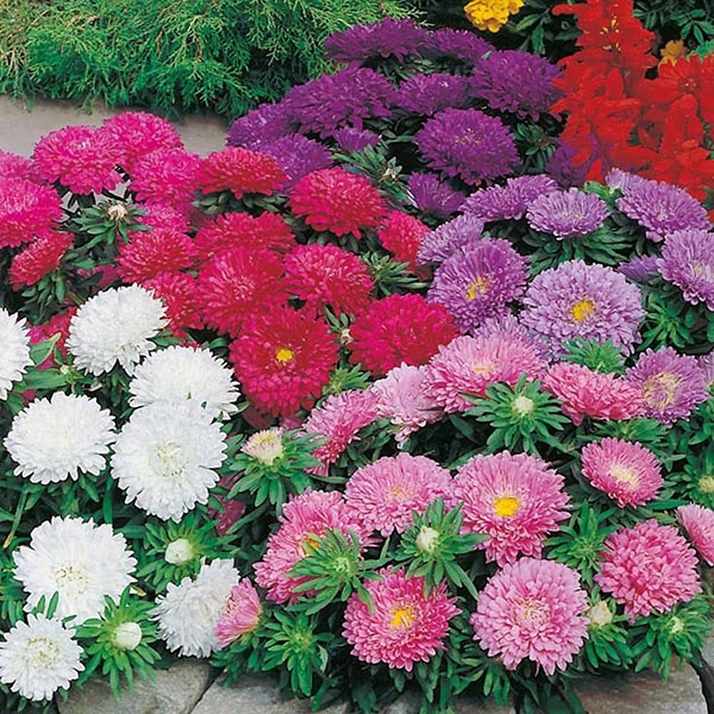 Powderpuff Mix Aster flowers grown from seeds with fluffy blooms in a variety of pastel colors