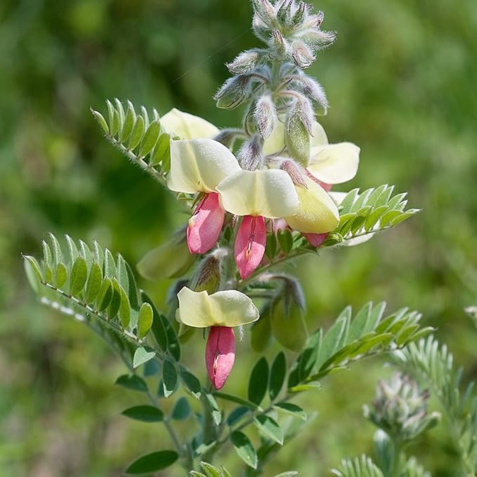 Goat's Rue Flower Seeds – Heirloom, Non-GMO Seeds for Planting Fragrant Pollinator Blooms - Rue for planting in home garden