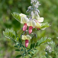 Goat's Rue Flower Seeds – Heirloom, Non-GMO Seeds for Planting Fragrant Pollinator Blooms - Rue for planting in home garden