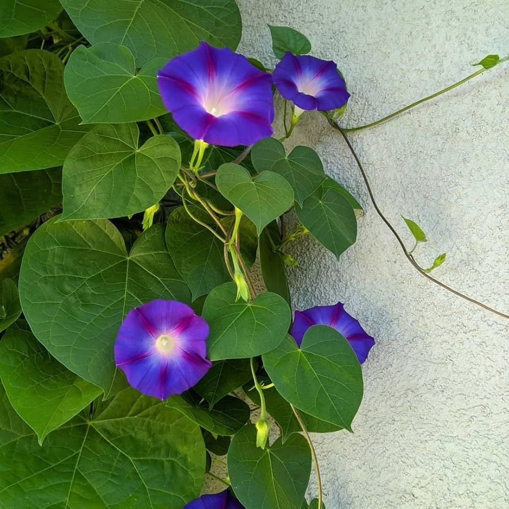 Hanging petunias grown from Blue Morning Glory seeds with trailing blue-purple blossoms