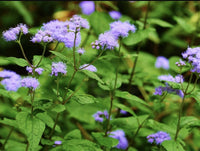 Heirloom Conoclinium Coelestinum Seeds – Non-GMO Flower Seeds for Planting - Conoclinium for planting in home garden