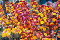 Straw Flower Seeds for Planting, Heirloom, Non-GMO, 100