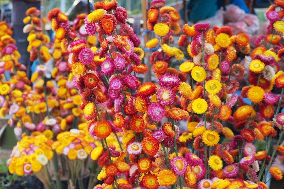 Straw Flower Seeds for Planting, Heirloom, Non-GMO, 100 for planting in home garden