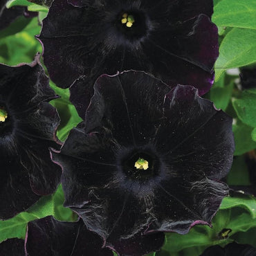 Black Velvet Petunia Multicolored Rare Flower Seeds