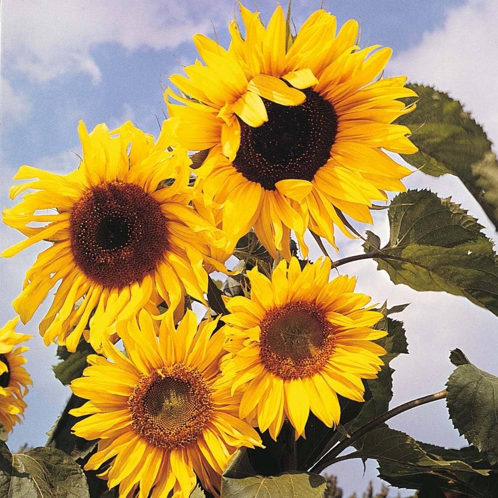 Sunflower- Giant Russian