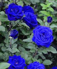 Blue Reach Rare Flower Seeds for Balcony and Garden